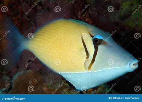Boomerang Trigger-fish, Maldives Stock Photo - Image of tropical, indian: 24085824
