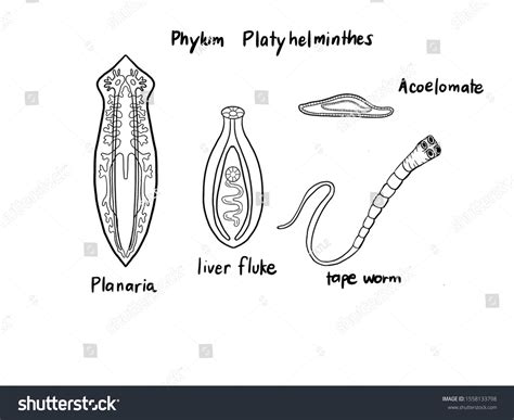 Phylum Of Liver Fluke