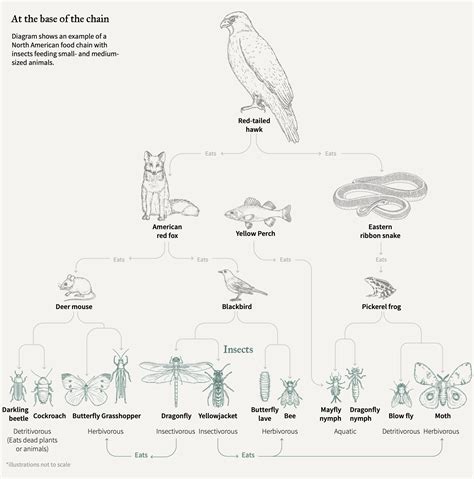 A cool guide to North American food chain in animal kingdom : r/coolguides