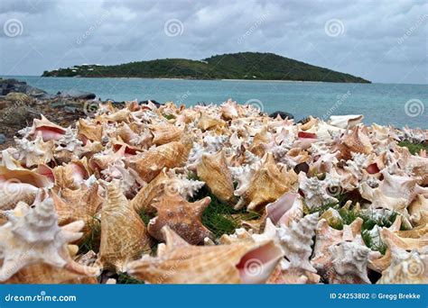 Image result for Cleaning Conch Shells