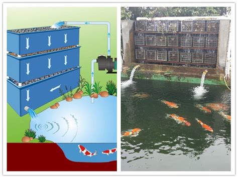 锦鲤鱼池设计建造,景观鱼池水质净化过滤系统,鱼池水处理循环净化设备方案