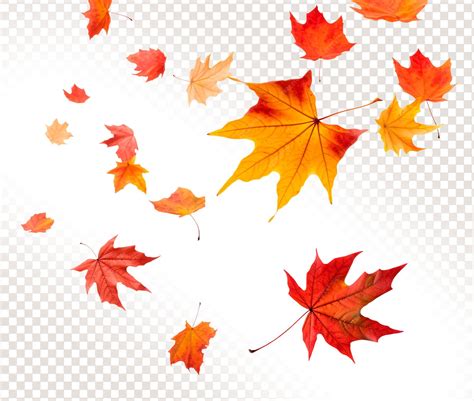 Premium PSD | PSD falling autumn leaves on a transparent background