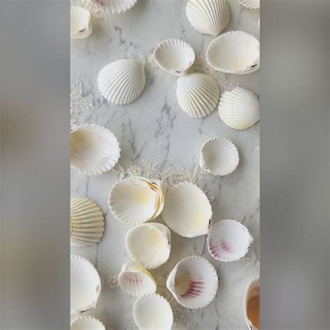 Set of 10 Natural Sea-Shells – Madras Prop Store