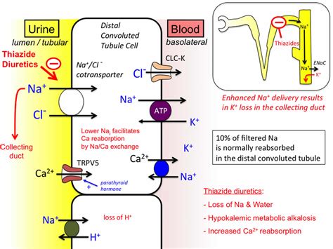 Thiazide diuretics uses, list, thiazide mechanism of action & thiazide side effects
