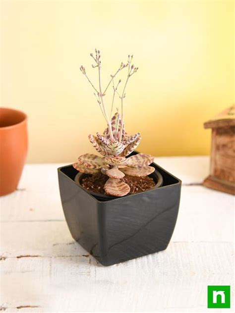 Buy Kalanchoe Plants online from Nurserylive at lowest price.