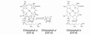 Image result for 叶绿素 chlorophyll ,chl