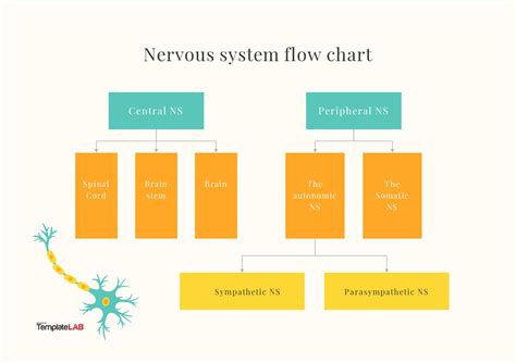 Organization Of The Nervous System Flowchart