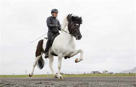 Icelandic Horse in Tölt | Horses, Icelandic horse, Cute horses