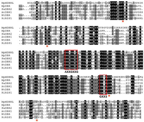 Molecular Diversity of Alkenal Double Bond Reductases in the Liverwort ...
