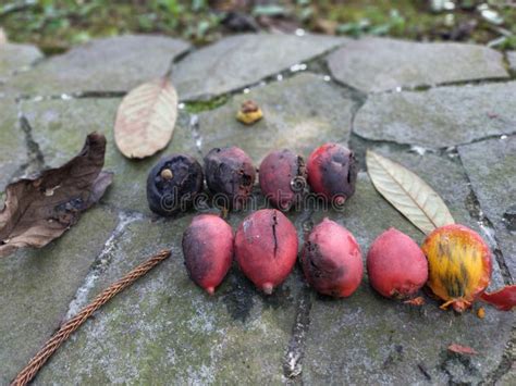 Process Fruit 的图像结果