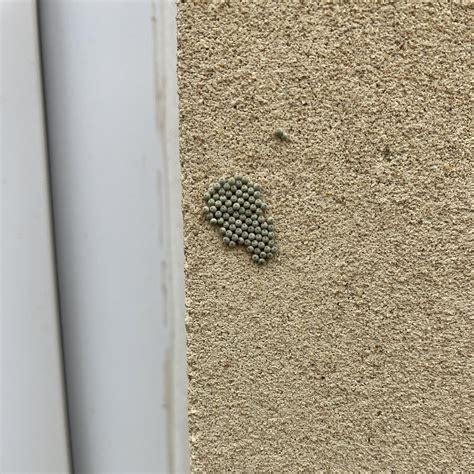 House Moth Eggs Clothes Moth How To Identify And Treat (2024)