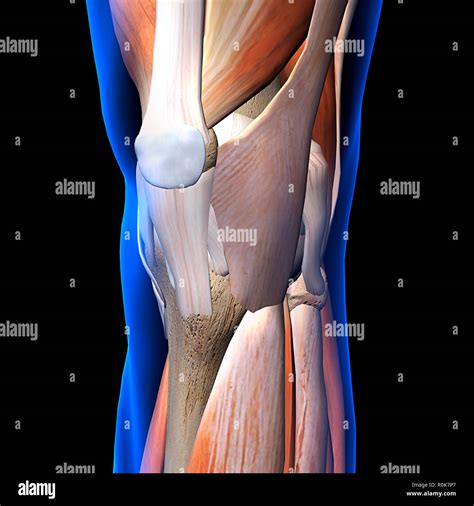 Knee joint muscles hi-res stock photography and images - Alamy