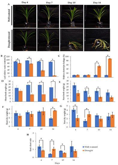 Pandanus amaryllifolius in Response to Drought Stress | Encyclopedia MDPI