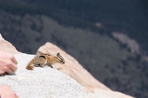 Free Images : rock, mountain, animal, wildlife, wild, mammal, rocky ...
