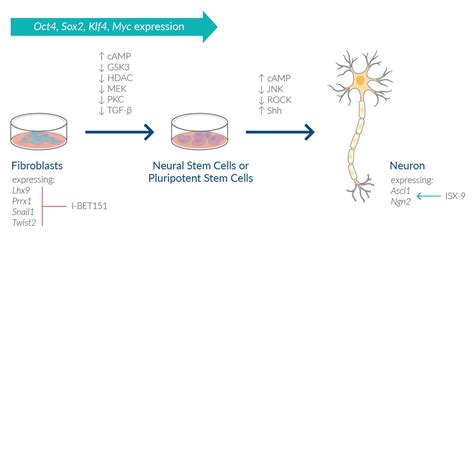 Image result for Direct Cell Reprogramming