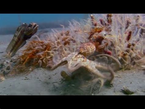 Interspecific and Intraspecific Competition Video Lecture - Biology for ...