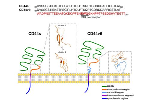 Structural Characterization of the CD44 Stem Region for Standard and ...
