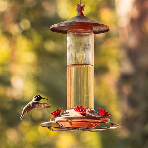Water Sugar Ratio For Hummingbird Feeders | mandyscharms