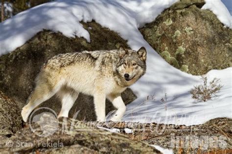 Wolves in Nature 的图像结果