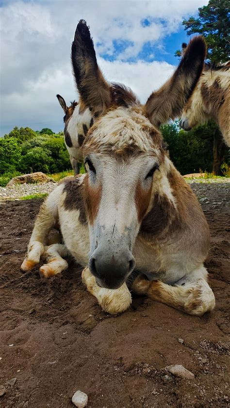 BASE GLAMP AT BLACK DOG FARM (Beaufort) - Campground Reviews & Photos ...
