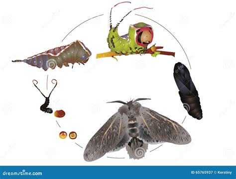 Buck Moth Life Cycle at Robert Scalia blog