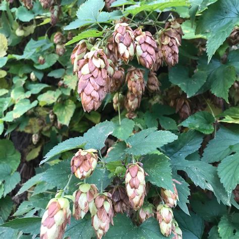 Hops - Planting and tasting , Toftegårds Plads (foran Valby Kulturhus ...