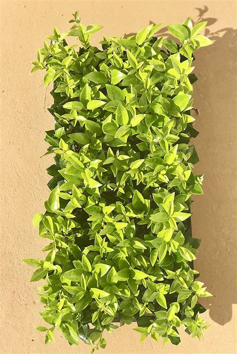 Buy Ligustrum Waxleaf Privet - 40 Live Plants 2" Pot Size - Evergreen ...