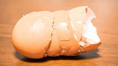 Image result for Egg Shells for Dogs