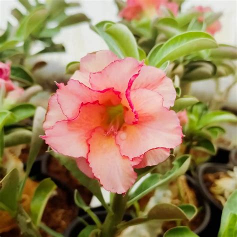 Adenium ‘Mango’ – Santhi Online Plants