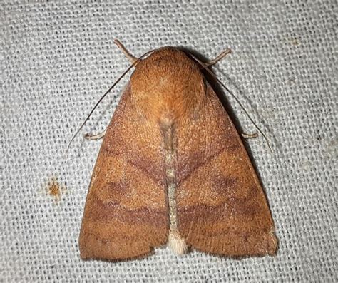 Carea obsolescens | Moths