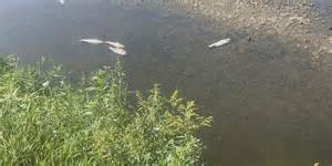 DANR gives update on investigation into 2024 fish kill north of Corson, SD