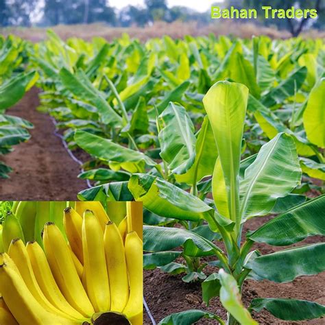 Bahan Traders LIVE Assam Banana Malbhog Variety Fruit Plant : Amazon.in ...