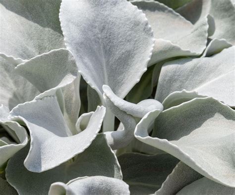 Best 6 plants with silver foliage: drought-tolerant planting | Homes ...