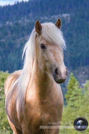 Rendalen Fjellridning (Rendalen Municipality) - 2022 What to Know ...