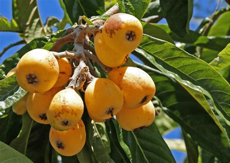 Fruits in Guatemala - 12 Exotic Guatemalan Fruits You Should Try