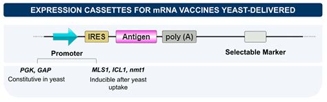 RNA Vaccines: Yeast as a Novel Antigen Vehicle