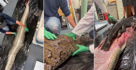 Python Swallows Hyena 的图像结果