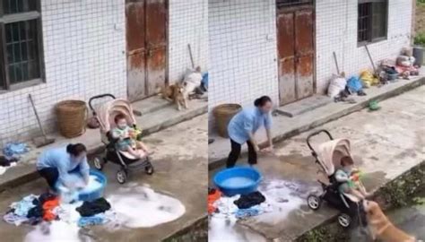 Dog Rescues Baby, Internet Says: 'I love Dogesh Bhai More Than Humans ...