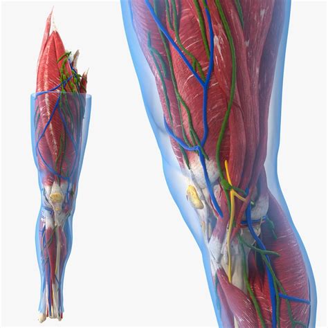 Knee Human Anatomy 3D Model $149 - .3ds .blend .c4d .fbx .max .ma .lxo .obj - Free3D