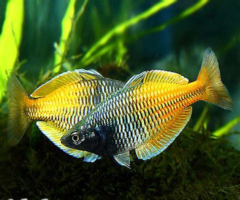 Rainbows & Gouramis – Fishykart.in