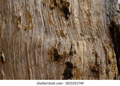 Image result for Eucalyptus Tree Trunk Rot