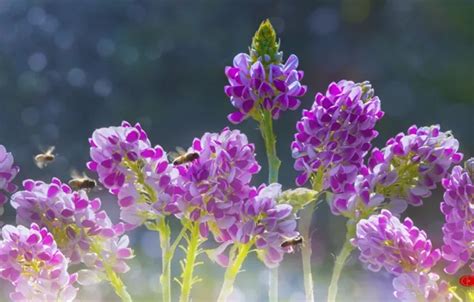 Download wallpaper flowers, nature, beautiful, by duongquocdinh ...