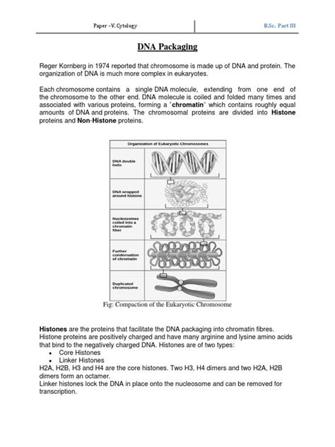DNA Packaging | PDF | Histone | Chromatin