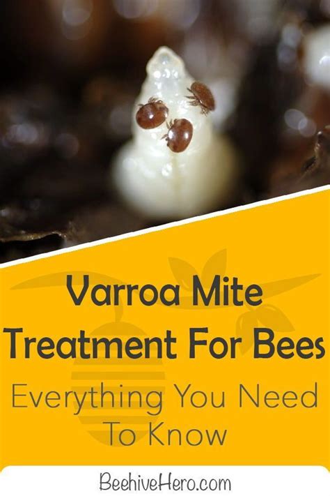 ear mite treatment dogs
