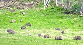 Image result for Easter Bunnies