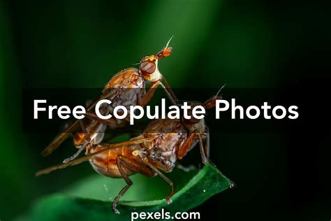 Image result for How to Copulate