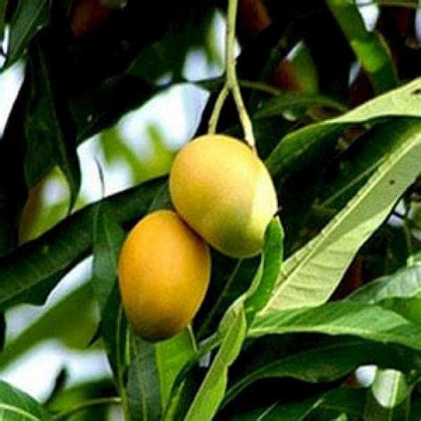 Buy Mango Tree (Dudh Pedo, Grafted) - Plant online from Nurserylive at ...