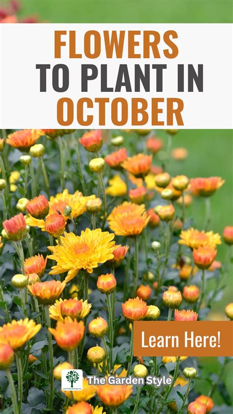 Flowers to Plant in October: Your Seasonal Bloom Guide - The Garden Style