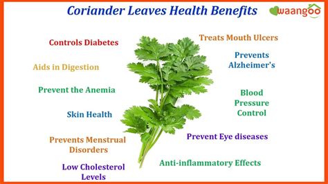 Benefits Of Having Coriander Leaves - health benefits