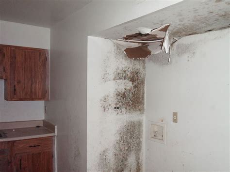 Home Exercise Program for Beginners 的图像结果